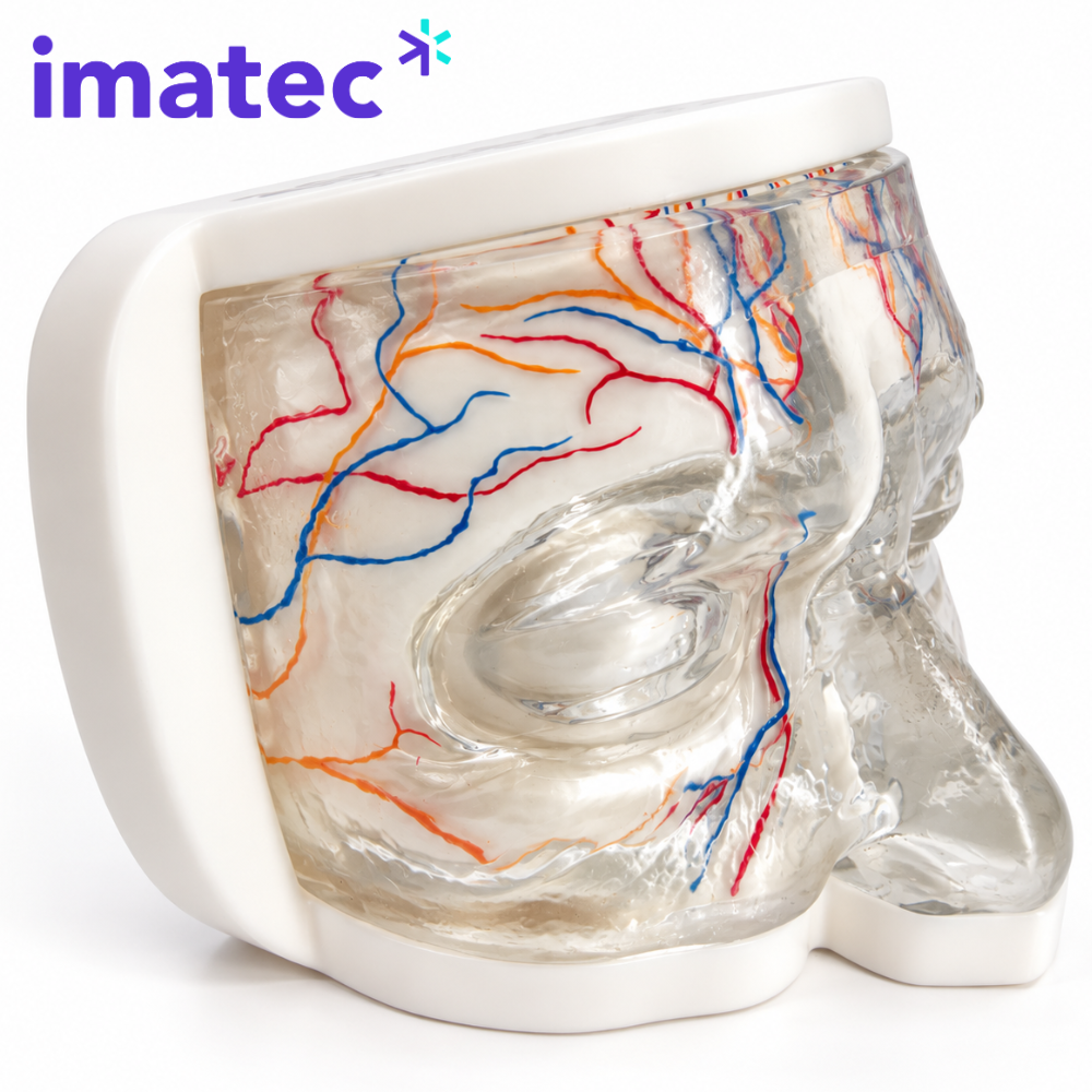 Transparent Facial Injection Training Model by Imatec Medical
