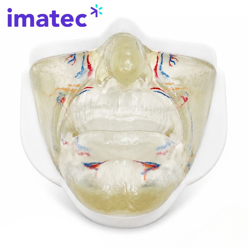 Transparent Facial Injection Training Model by Imatec Medical