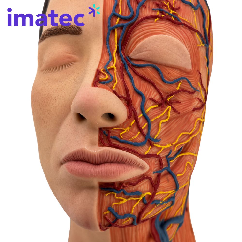 Half Anatomy Facial Injection Head by Imatec Medical