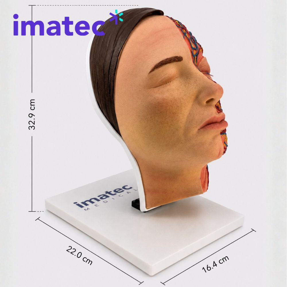 Half Anatomy Facial Injection Head by Imatec Medical