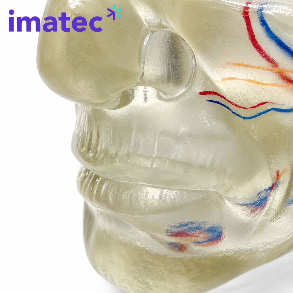 Transparent Facial Injection Training Model by Imatec Medical