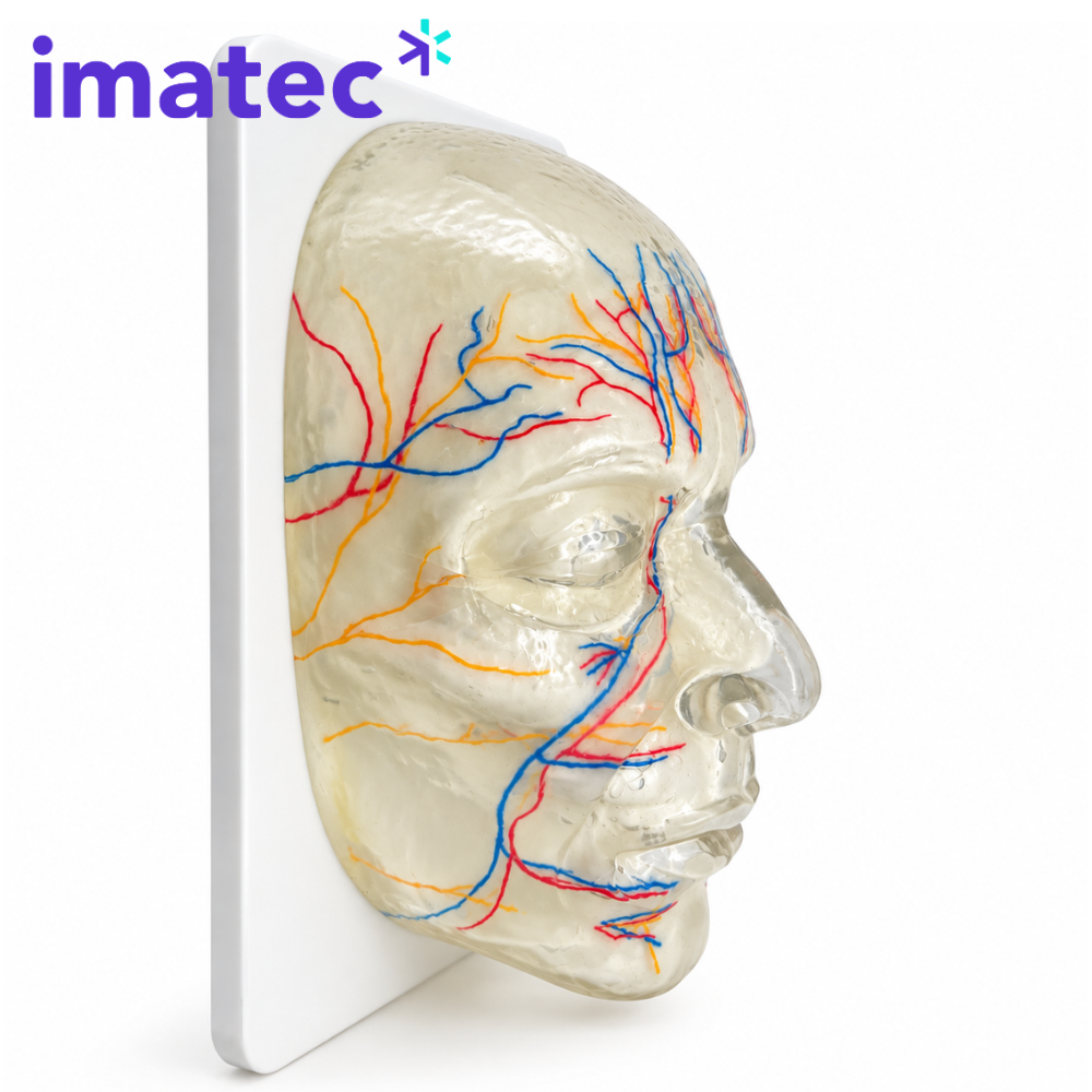 Transparent Facial Injection Training Model by Imatec Medical
