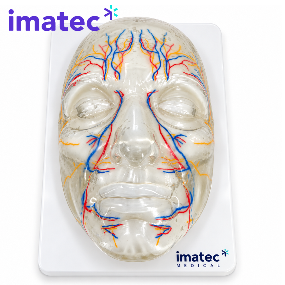 Transparent Facial Injection Training Model by Imatec Medical