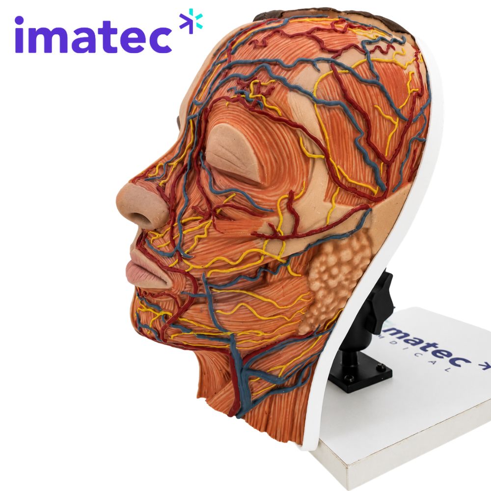 Half Anatomy Facial Injection Head by Imatec Medical