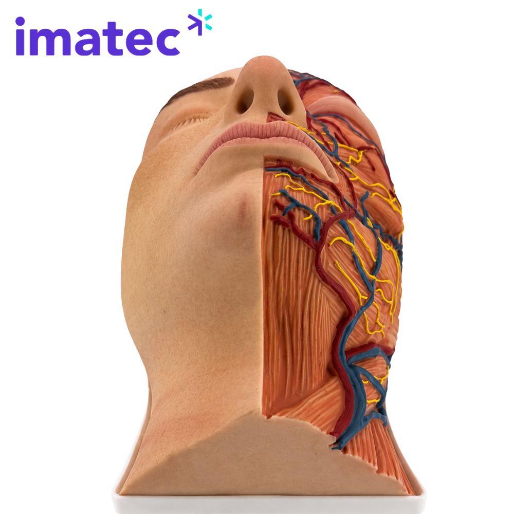 Half Anatomy Facial Injection Head by Imatec Medical