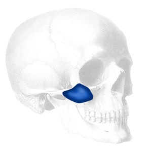 Implantech ePTFE-Coated Terino Malar Shell® Facial Implant (Sold in Pairs)